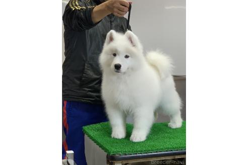 販売中の三重県のサモエド-388437の4枚目