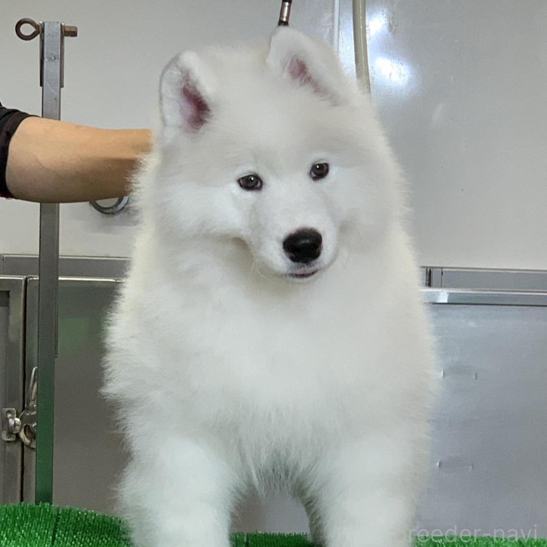 販売中ののサモエド-388437