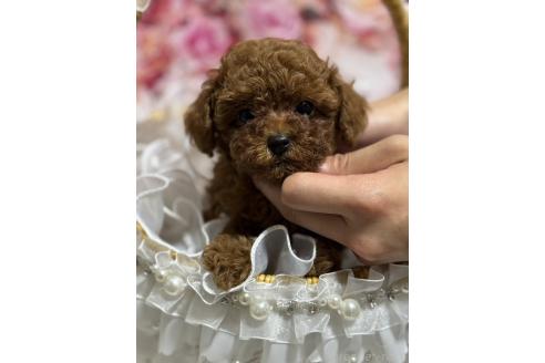 販売中の広島県のティーカッププードル-385416の4枚目