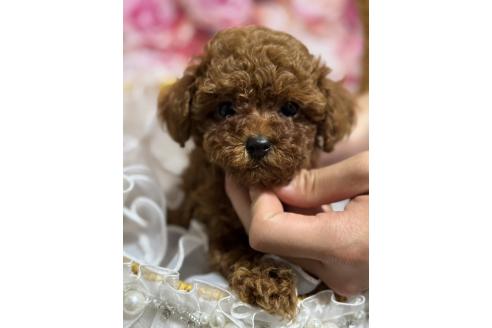 販売中の広島県のティーカッププードル-385416の3枚目