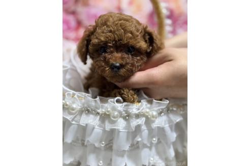 販売中の広島県のティーカッププードル-385416の2枚目