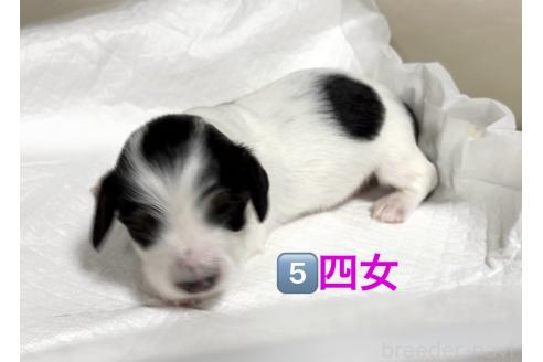 販売中の神奈川県のミニチュアダックスフンド(ロングヘアード)-391668の3枚目