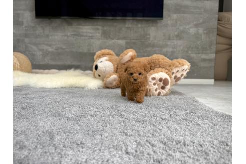 成約済の滋賀県のティーカッププードル-392481の7枚目