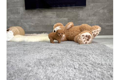 成約済の滋賀県のティーカッププードル-392481の6枚目