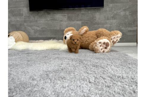 成約済の滋賀県のティーカッププードル-392481の5枚目