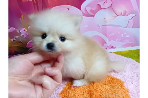 販売中の神奈川県のポメラニアン-392479の7枚目