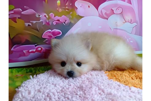 販売中の神奈川県のポメラニアン-392479の2枚目