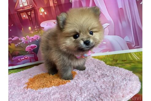 販売中の神奈川県のポメラニアン-388543の8枚目