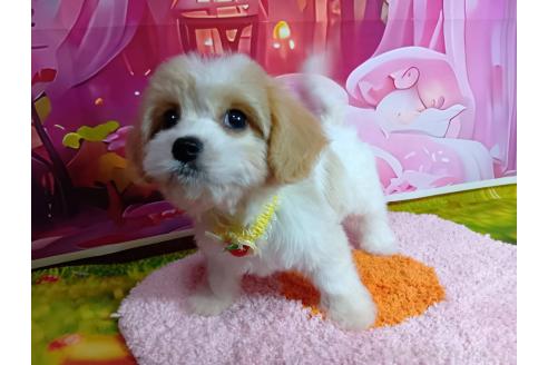 成約済の神奈川県のミックス犬-386691の7枚目