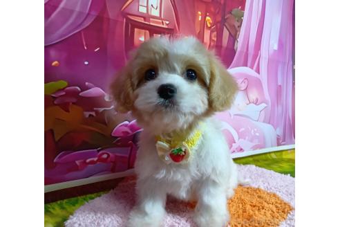成約済の神奈川県のミックス犬-386691の6枚目