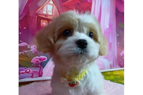 成約済の神奈川県のミックス犬-386691の5枚目