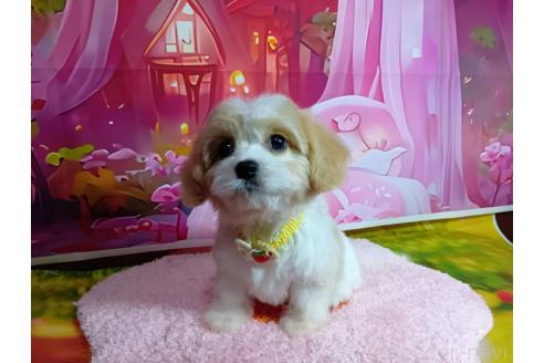 成約済の神奈川県のミックス犬-386691の4枚目