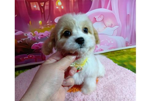 成約済の神奈川県のミックス犬-386691の3枚目
