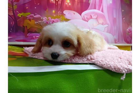 成約済の神奈川県のミックス犬-386691の2枚目
