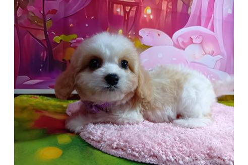 成約済の神奈川県のミックス犬-386701の6枚目