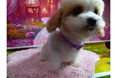 成約済の神奈川県のミックス犬-386701の4枚目