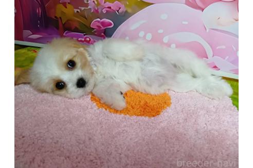 成約済の神奈川県のミックス犬-386701の3枚目