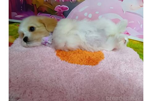 成約済の神奈川県のミックス犬-386701の2枚目