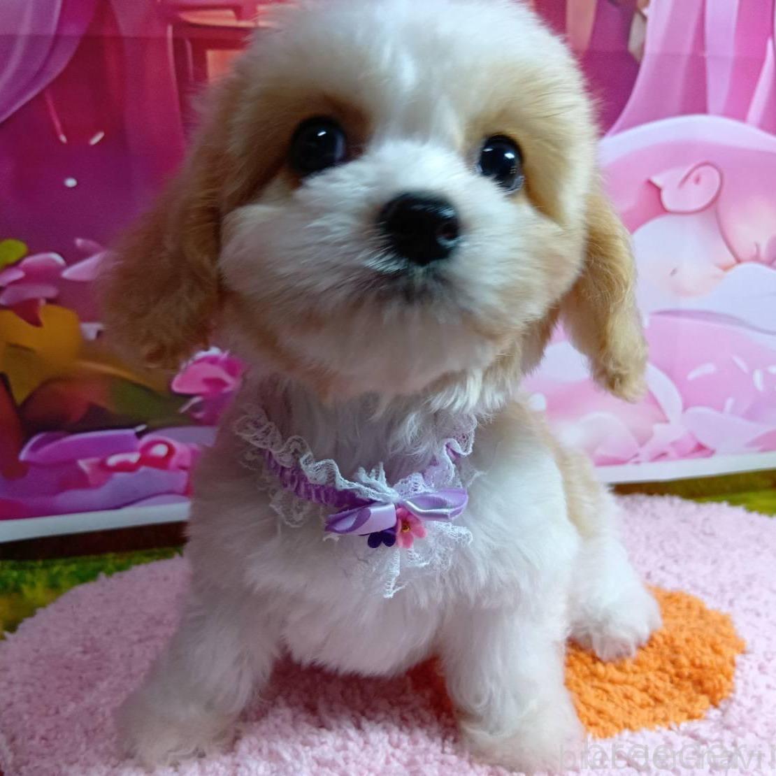 販売中の神奈川県のミックス犬-386701