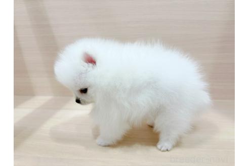販売中の東京都のポメラニアン-392486の5枚目