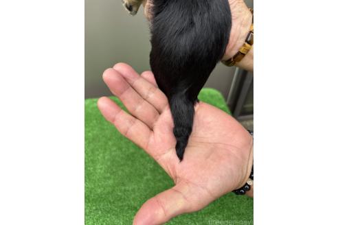 販売中の兵庫県のカニンヘンダックスフンド(ロングヘアード)-392485の2枚目