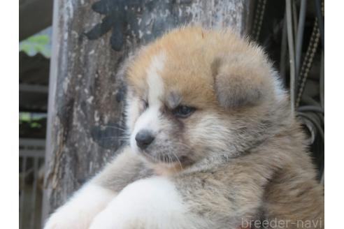 販売中の香川県の秋田犬-392487の3枚目