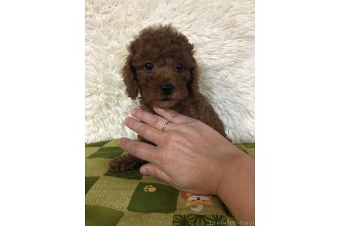 販売中の兵庫県のトイプードル-393934の3枚目