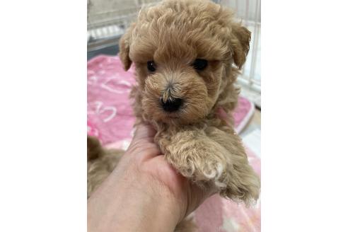 販売中の福岡県のミックス犬-392490の3枚目