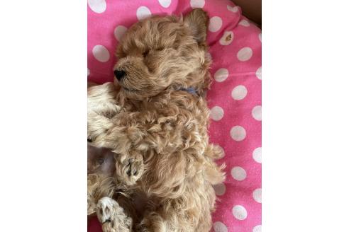 販売中の福岡県のミックス犬-392490の2枚目