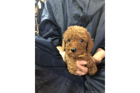販売中の兵庫県のトイプードル-393936の5枚目