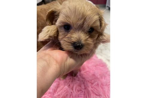 販売中の福岡県のミックス犬-392493の4枚目
