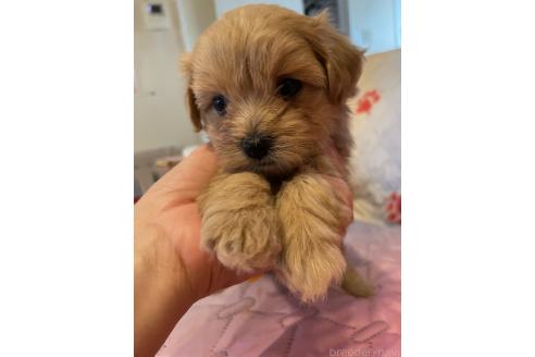 販売中の福岡県のミックス犬-392493の2枚目