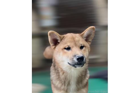 販売中の埼玉県の柴犬-388482の4枚目