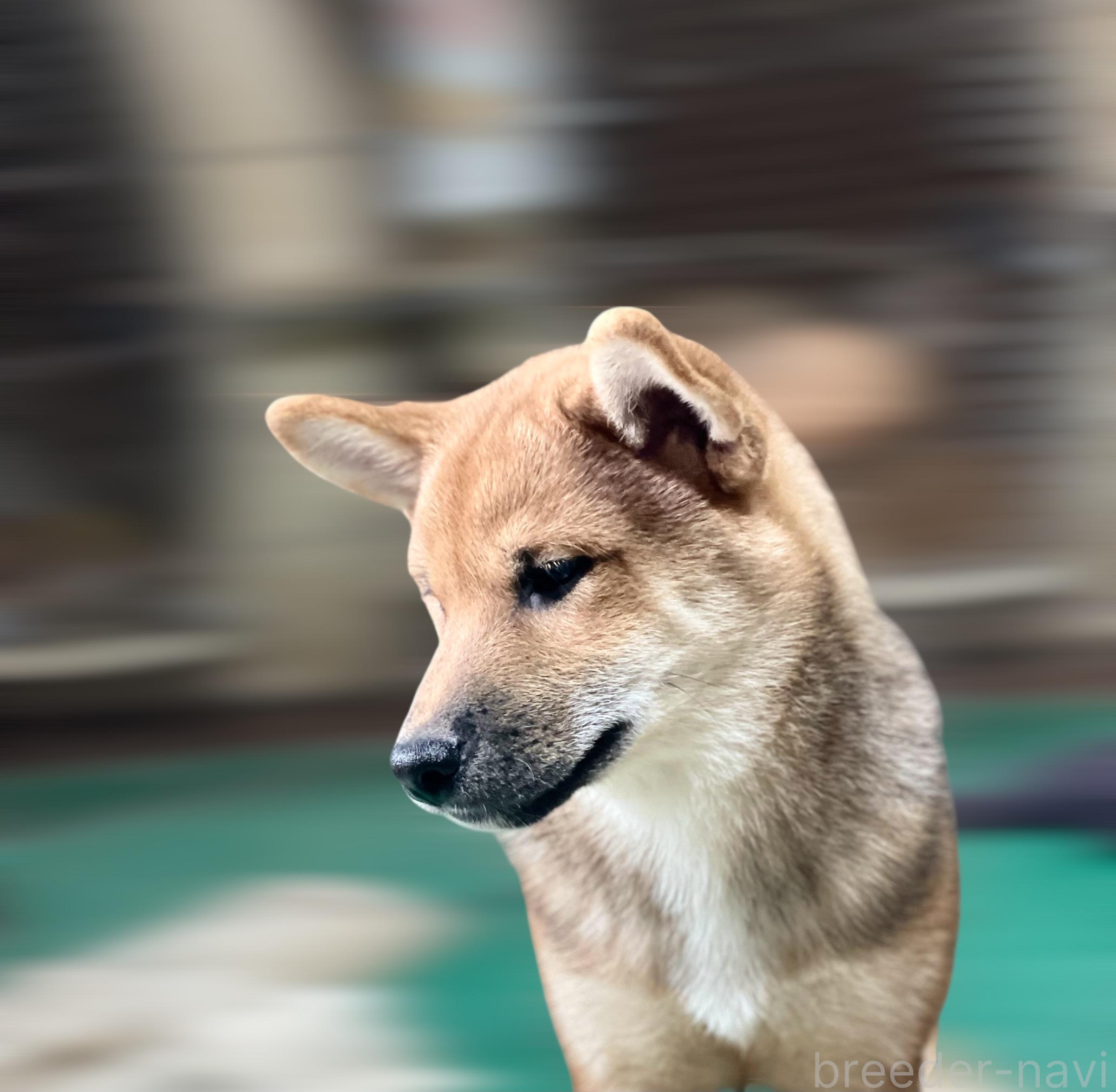 販売中の埼玉県の柴犬-388482の3枚目