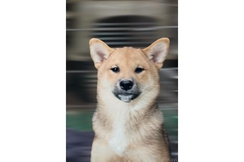 販売中の埼玉県の柴犬-388482の2枚目