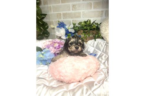 販売中の愛知県のマルックス:マルチーズ×ミニチュアダックスフンド-392504の4枚目