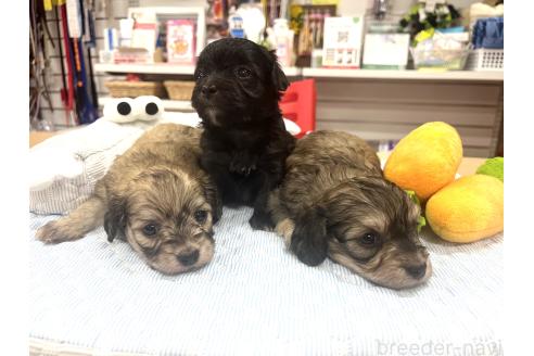 販売中の愛知県のマルックス:マルチーズ×ミニチュアダックスフンド-392504の2枚目
