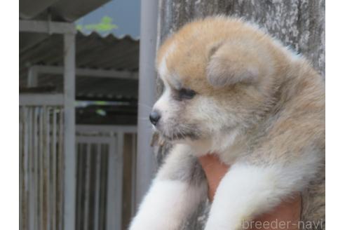 販売中の香川県の秋田犬-392505の3枚目