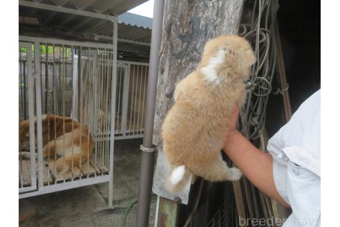販売中の香川県の秋田犬-392505の2枚目
