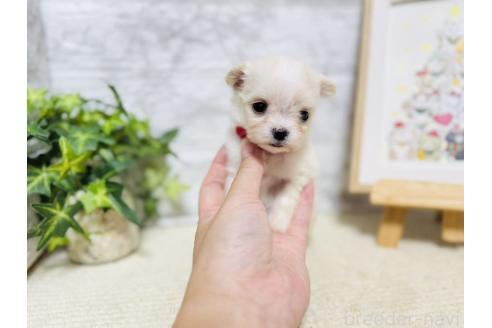 商談中の岐阜県のチワマル:チワワ×マルチーズ-390510の4枚目
