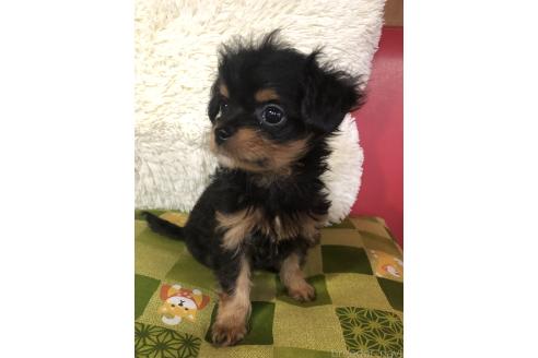 販売中の兵庫県のチワプー:チワワ×トイプードル-392768の4枚目