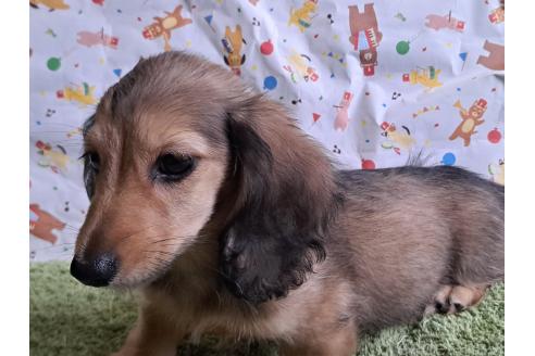成約済の愛知県のミニチュアダックスフンド(ロングヘアード)-383126の6枚目
