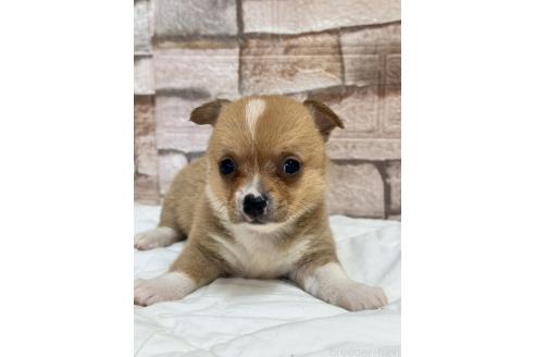 販売中の山口県のミックス犬-389338