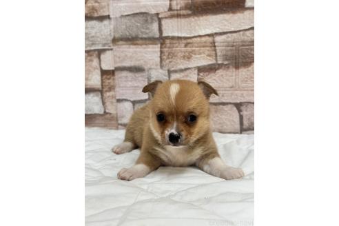 販売中の山口県のミックス犬-389338の6枚目