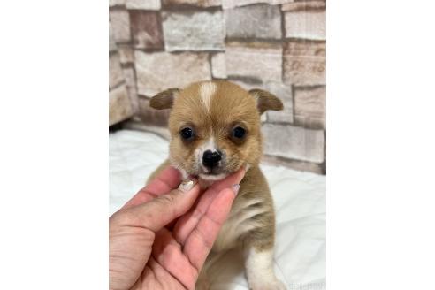販売中の山口県のミックス犬-389338の5枚目