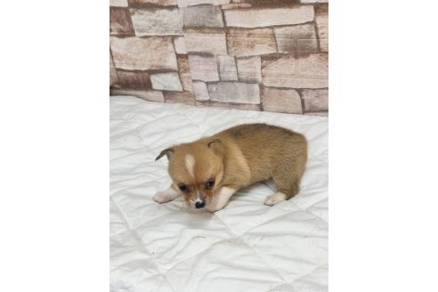 販売中の山口県のミックス犬-389338の4枚目