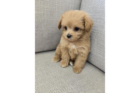 販売中の北海道のマルプー:マルチーズ×トイプードル-392495の5枚目