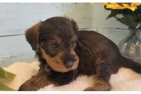 販売中の埼玉県のミックス犬-392529の20枚目