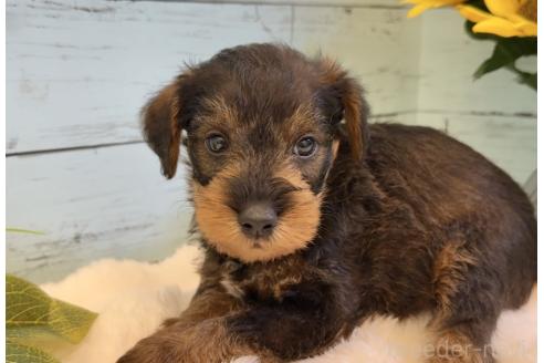 販売中の埼玉県のミックス犬-392529の19枚目