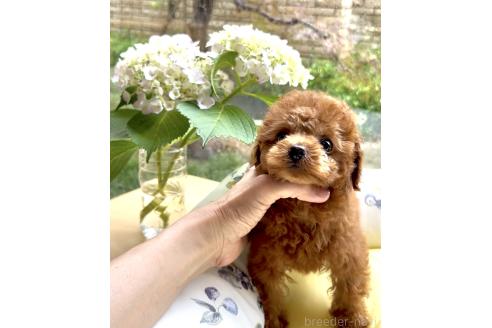 販売中の奈良県のタイニープードル-392378の1枚目